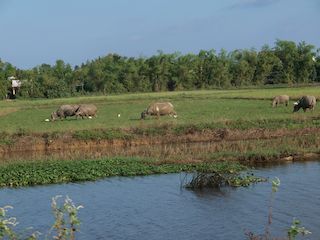 buffels grazen in een veld, Hue • Vietnam